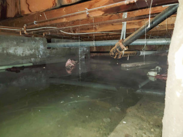 Best Professional water damage repair  in Emerald Bay, TX